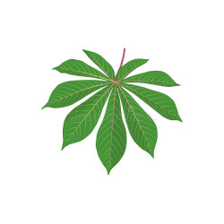 cassava blad/daun singkong