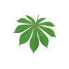 cassava blad/daun singkong